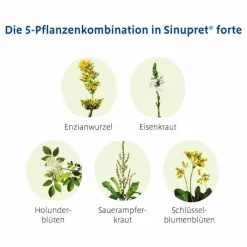 Sinupret forte überzogene Tabletten, 100 St