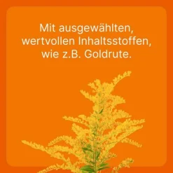 Solidago compositum ad us. vet. Ampullen, 10 St
