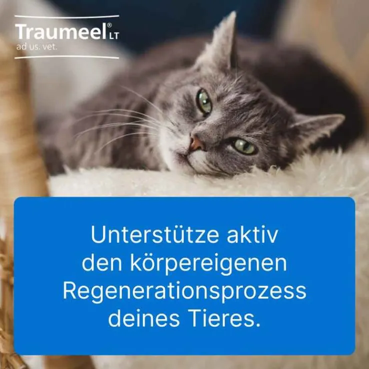 Traumeel LT ad us.vet.Tabletten, 100 St
